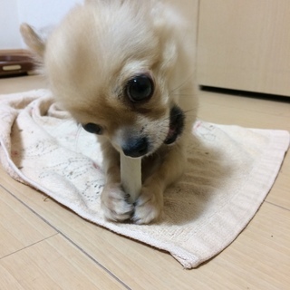 生後1年8カ月のチワワ、メス。