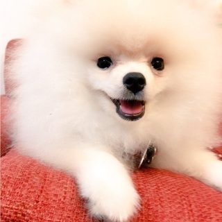 犬友U・x・U