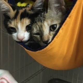 キジトラ.三毛猫の姉妹の里親様募集