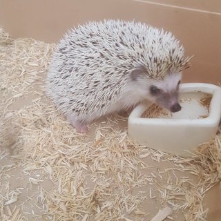 ハリネズミの里親を探しています