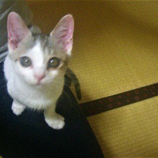 【一部改定】^ↀᴥↀ^＜動画あり♪  子猫 「三毛猫モドキ」 サ...