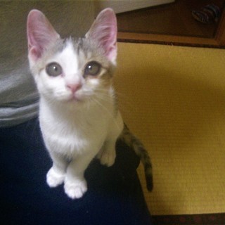 【一部改定】^ↀᴥↀ^＜動画あり♪  子猫 「三毛猫モドキ」 サバシロ　サバ白　鯖白　雄 ♂ - 北佐久郡