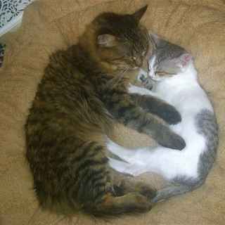 【一部改定】^ↀᴥↀ^＜動画あり♪  子猫 「三毛猫モドキ」 サバシロ　サバ白　鯖白　雄 ♂ − 長野県