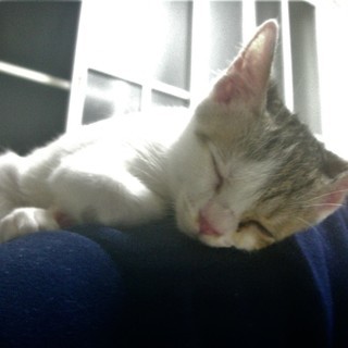 【一部改定】^ↀᴥↀ^＜動画あり♪  子猫 「三毛猫モドキ」 サバシロ　サバ白　鯖白　雄 ♂ - 里親募集