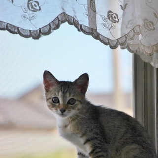 生後二ヶ月半のかわいい子猫です