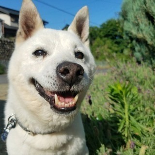 保護犬保護猫の里親会&フリーマーケット開催‼️