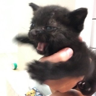 黒猫