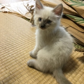 兄妹子猫 里親さん募集中 生後1.5〜2ヶ月
