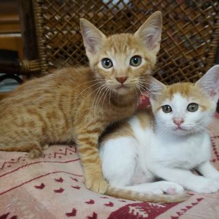 生後２ヵ月　オス、メス　仲良し兄妹　一緒にお願いします 　　大変...