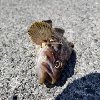 釣りに詳しい方…