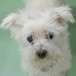 トライアル中　緊急募集　行政に収容されています 犬オス 穏やかマ...
