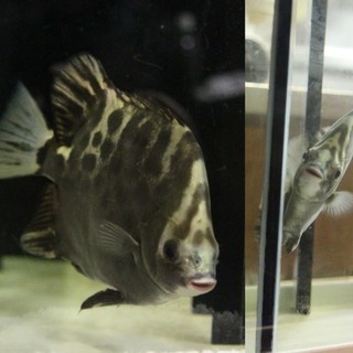 スキャット（海水魚・汽水魚）里親さん募集