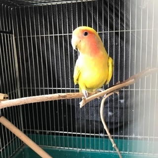 小桜インコ