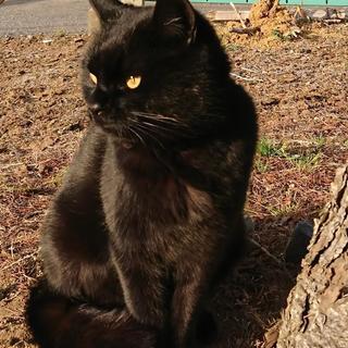 2歳ぐらいのメスの黒猫です