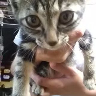 アメショ柄のキジトラくん