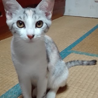 かわいい三毛猫♀5か月里親募集