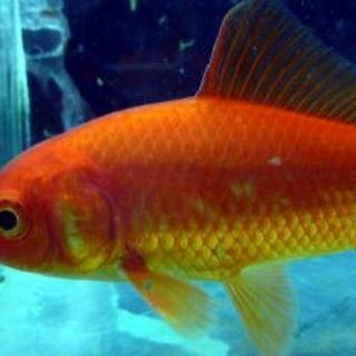 ★🐟姉金大きめサイズ2匹差し上げます★