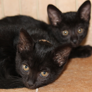 生後２か月の子猫　　性格抜群　人との生活が大好きな２兄妹