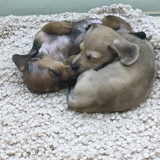 店舗拡大につきペットショップスタッフ、トリマー大募集！！の画像