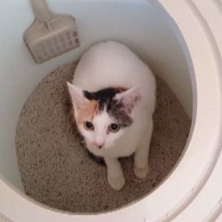 白が多めのかわいい三毛ちゃん