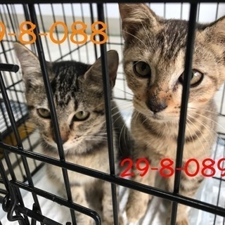 最終期限２０日までの子猫達