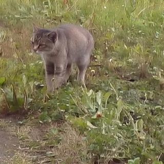 猫の里親さん募集