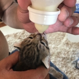 譲渡型犬猫カフェでボランティアを。
