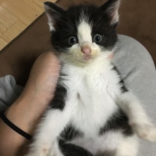 里親募集中