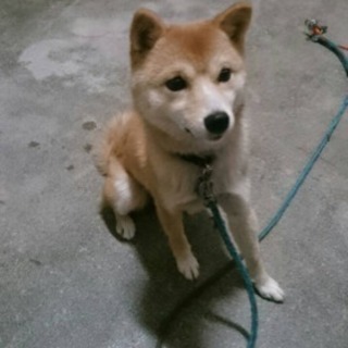 豆柴飼ってるかた友達になりましょう