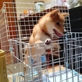 豆柴飼ってるかた友達になりましょう - 嬉野市