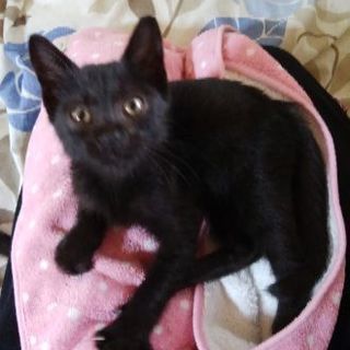 保護猫の里親を探しています☆
