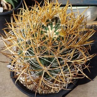 ☆多肉植物サボテン 金冠竜の画像