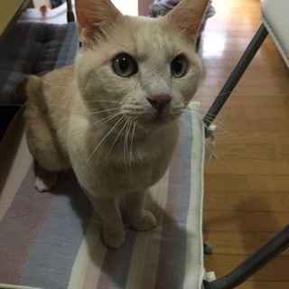 捨て猫 5歳 オス