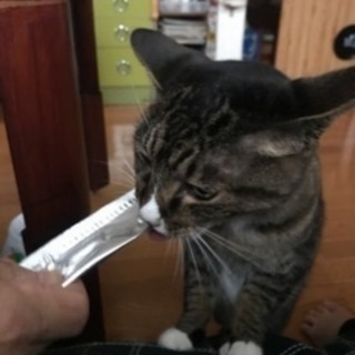 元気なオバちゃんです。 - 八王子市