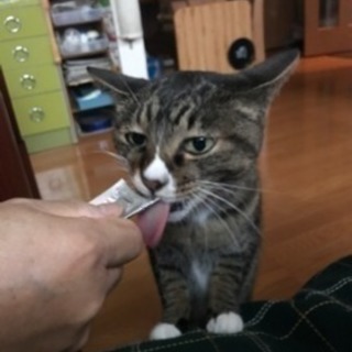 元気なオバちゃんです。 - 猫