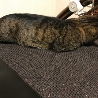 元気なオバちゃんです。 − 東京都