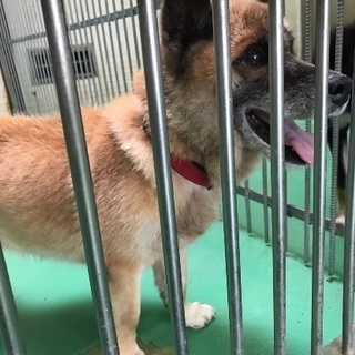 里親決定！有難うございました！殺処分間近！県外でも里親OKですキ...