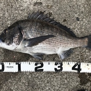 釣り仲間募集