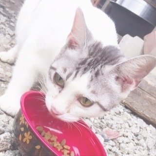 母子共に里親が決まりました、ありがとうございます