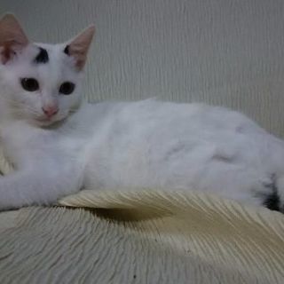 お顔の小さい美男子猫