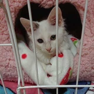 白長毛の子猫、かわいがってください🎵