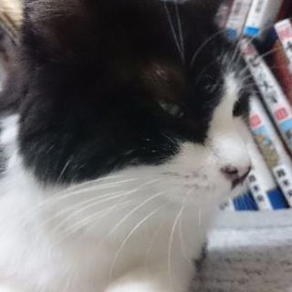 寒川町高座布 黒白雑種成猫メス 【里親様募集】