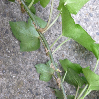 あげます・アイビー挿し穂の画像