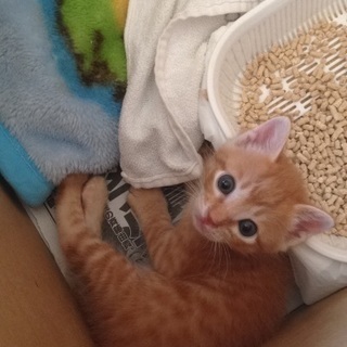 生後約1ヶ月の茶トラの子猫ちゃん