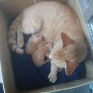 仔猫3匹、野良猫が産みました。