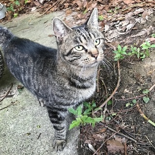 キジトラ2才♀の里親募集です