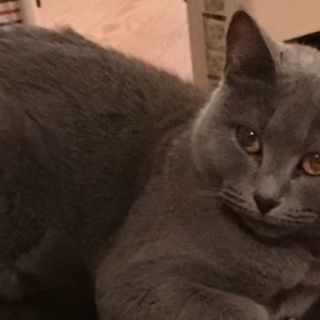 迷い猫ちゃん、捜してます！！