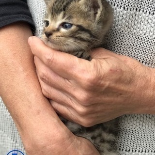 生後1ヶ月子猫5匹里親募集