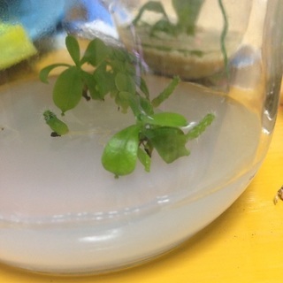 植物の組織培養に興味のある方