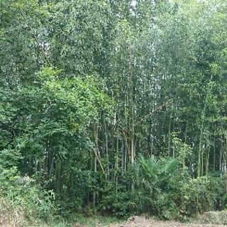 竹が欲しい方、大募集!!
